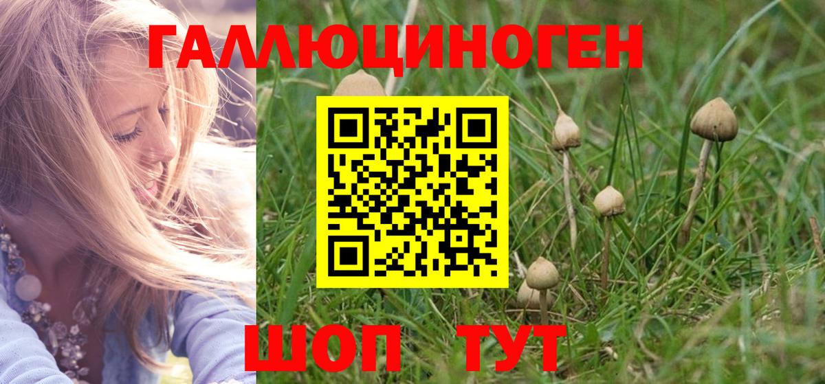 закладки  Вход с VPN  Моздок  Галлюциногенные грибы Psilocybe 